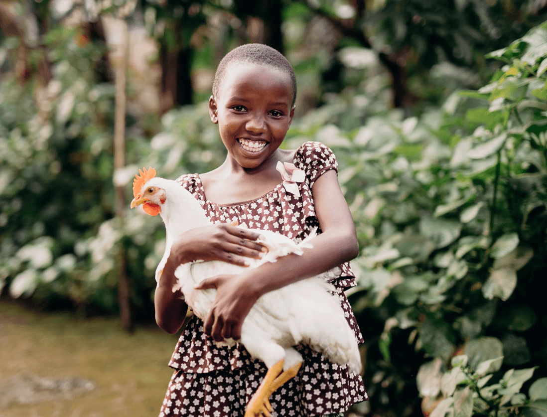 Four chickens for a home farm