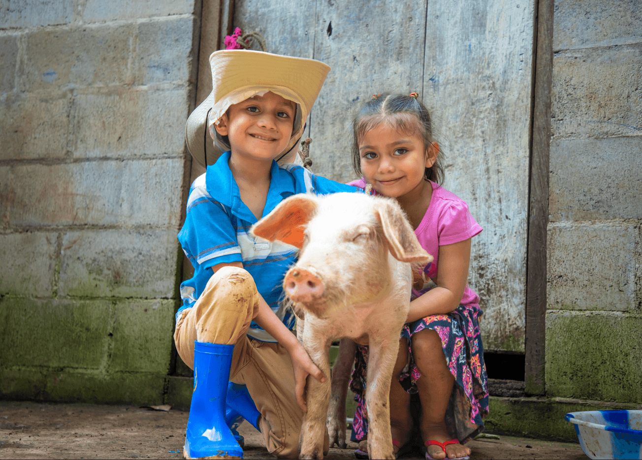 A pig for a home farm