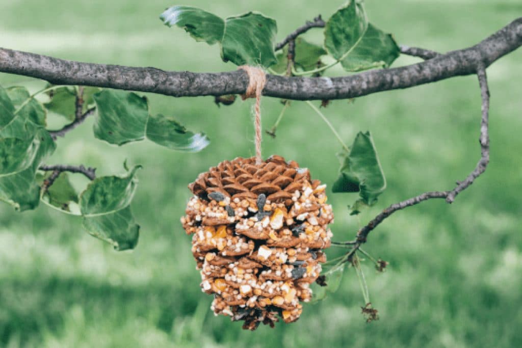 Bird feeder image